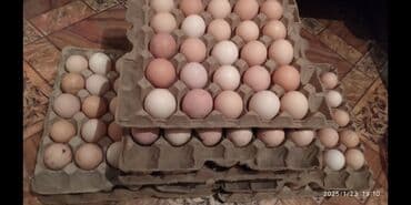 Инкубацыонные яйца куриные и индюшиные, перепелиные . Есть в продаже