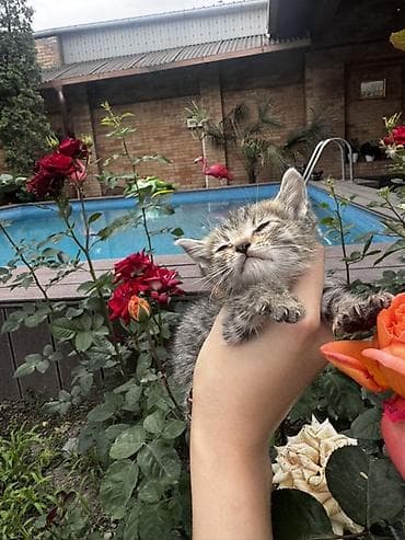 scottish fold: Беспородная, 1 месяц, Мальчик, Серый, Приучена к лотку — 1