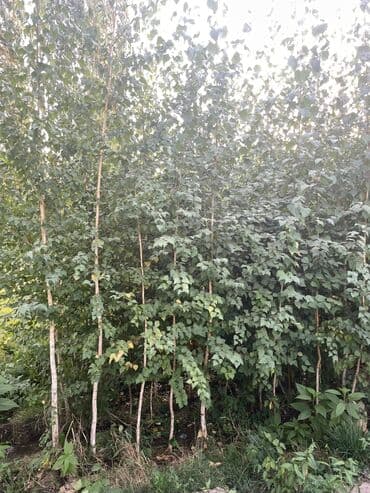 уголь каракече бешсары шабыркуль каражыра доставка бишкек купить фото: Саженцы деревьев: Берёзы, Самовывоз — 3