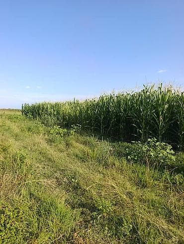 Кукуруза под силос Кукуруза под силос Кукуруза под силос Силос at lalafo.kg Кукуруза под силос Кукуруза под силос Кукуруза под силос Силос
