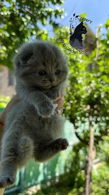 цена сфинкса: Скотиш Фолд (Шотландская вислоухая), 1 месяц, Мальчик, Голубой, Приучена к лотку, Проглистована, С документами — 2