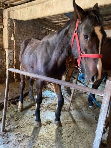 корм форели: Продаю | Жеребенок, Жеребец, Кобыла (самка) | Полукровка | Для разведения, На забой, Рабочий — 14