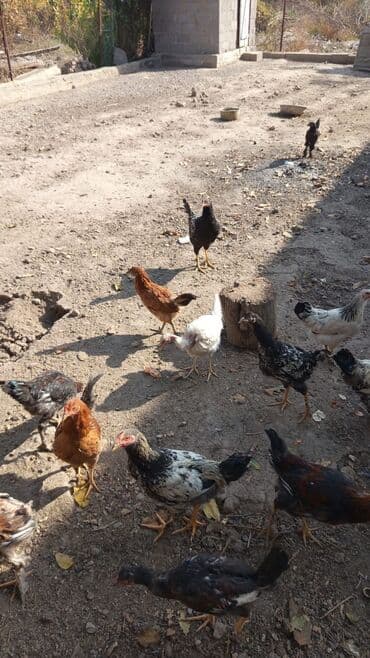 курица несушек: Продаю | Куры | Домашняя | Для разведения — 3