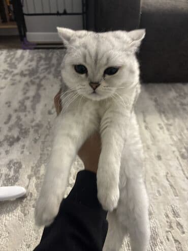 золотая шиншилла бишкек: Шотландская кошка серебристого окраса (вислоухая). Крупные круглые — 4