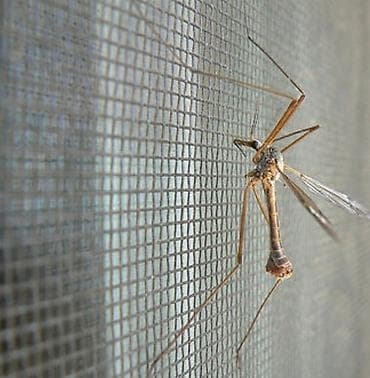 купить жалюзи в бишкеке цена: Москитные сетки Установка москитных сеток по г. Бишкек Замерим — 2