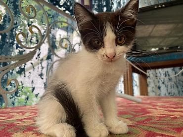 Котята - Возраст 2 месяца. - Окрас: один черно-белый (маска на