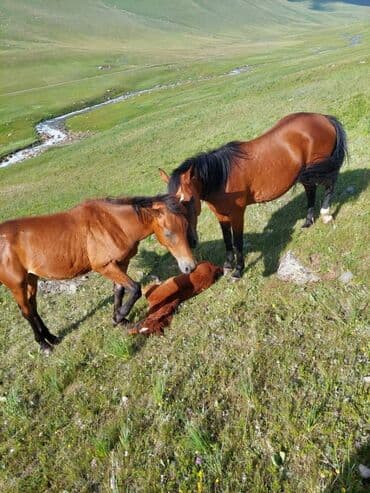 необычные животные: Продаю | Конь (самец) — 2