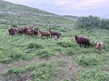 белый кошка: Продаю | Овца (самка) | Для разведения | Матка — 8