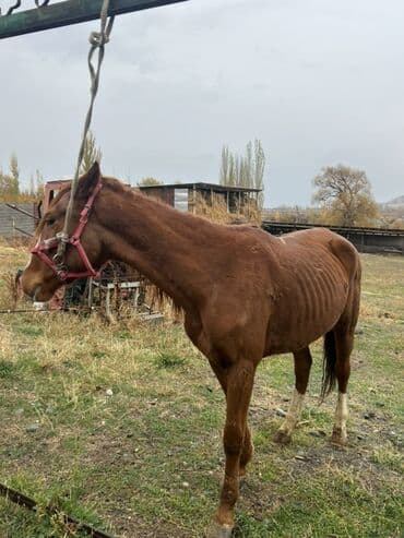 собачий дом: Сатам | Жылкы (эркек) | Жумушка | Асыл тукумдуу — 7