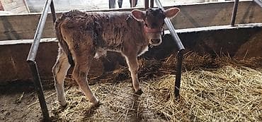 пш метр: Сатам | Уй (ургаачы), Бука (эркек), Кунаажын | Алатоолук | Көбөйтүү үчүн, Сүт алуу үчүн | Музоологондон кийин — 8