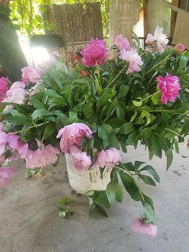 продаю вазу: Пионы под срез— пышные шапки цветов в оттенках от нежно‑розового до — 4