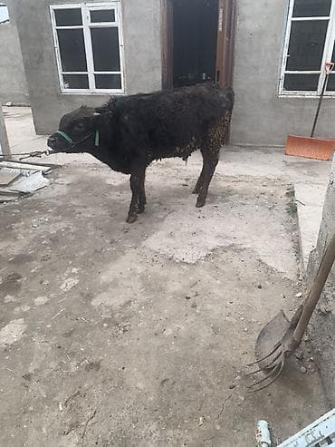 сментал бык: Продаю | Бык (самец) | Полукровка, Швицкая | На откорм | Привязанные — 2