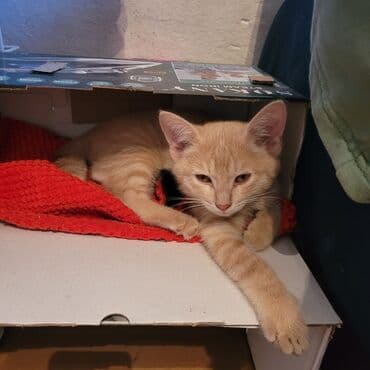 рыжий вислоухий котенок купить: Рыжий котёнок, 2 месяца, с мягкой персиковой шерстью и светлыми — 2