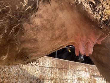 Продаю | Корова (самка) | Для молока | Стельные — 3