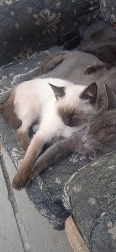 рэгдолл купить: Котята домашние, пушистые и ласковые. - Окрас: колор-пойнт (светлый — 1