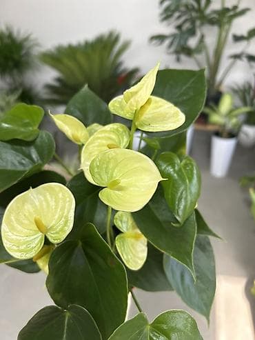 Дом и сад: Антуриум (Anthurium) с кремово‑лаймовыми покрывалами - Компактный — 4