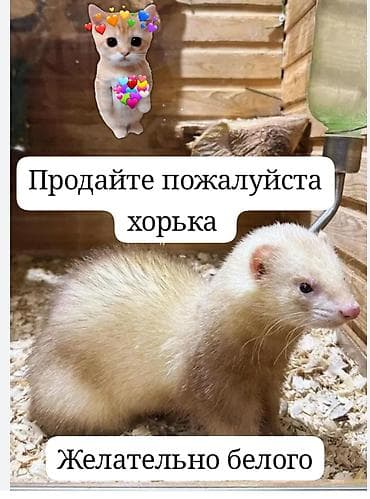 хорьки: Ищу человека который сможет продать хорька. можно белого но Не — 1