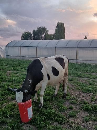 бишкек ит базар: Сатам | Уй (ургаачы) | Алатоолук | Сүт алуу үчүн | Музоологондон кийин — 5