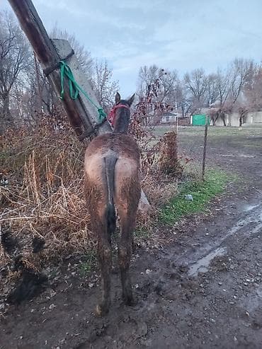 Услуги ветеринара: Эркек тай сатылат 6 айлык чүйский — 4