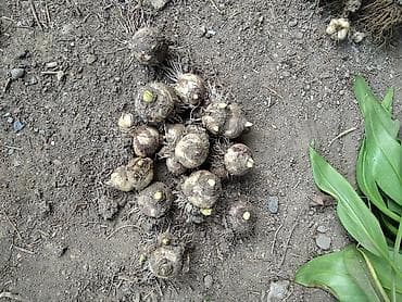 хоста цветы: В продаже: гортензия шаровидная белая, хосты,ирисы, лилии — 8