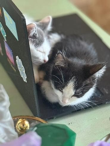 scottish fold: Котята черно-белого окраса. Ищут хороших хозяев черно-белый мальчик — 1