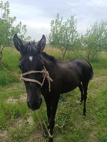 конный двор: Продаю | Жеребенок | Конный спорт — 2