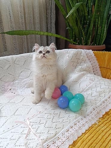 сколько стоят мейн куны: Скотиш Страйт (Шотландская прямоухая), 3 месяца, Мальчик, Серебристая шиншилла — 2