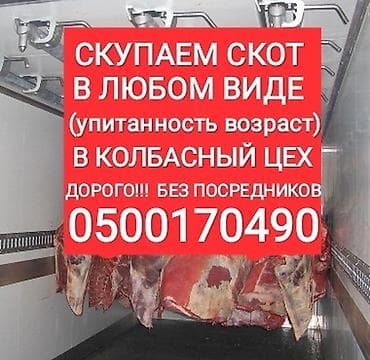 Куплю | Коровы, быки, Лошади, кони