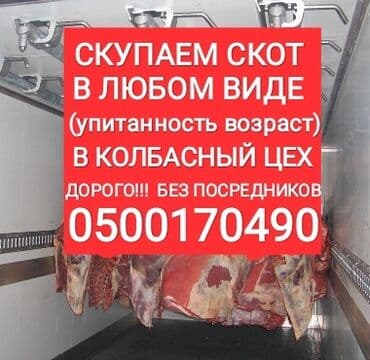 домашние птицы: Куплю | Коровы, быки, Лошади, кони — 1