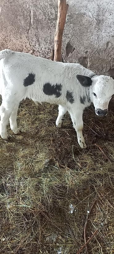 Продаю | Музоо, торпок | Полукровка | На откорм