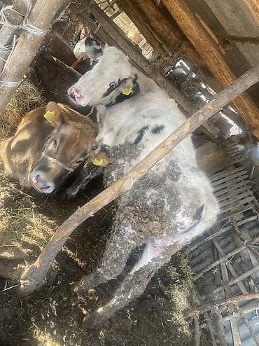 тук сокулук: Сатам | Бука (эркек) — 1