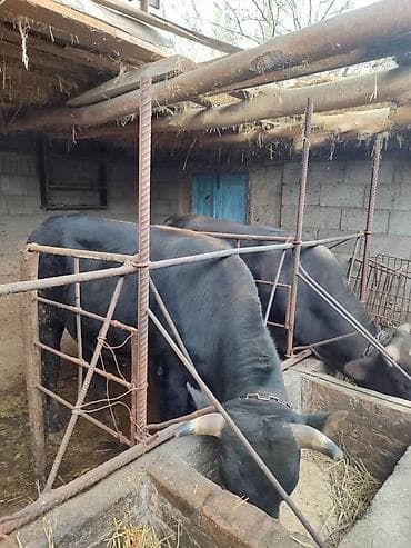 Продаю | Бык (самец) | На откорм | Привязанные