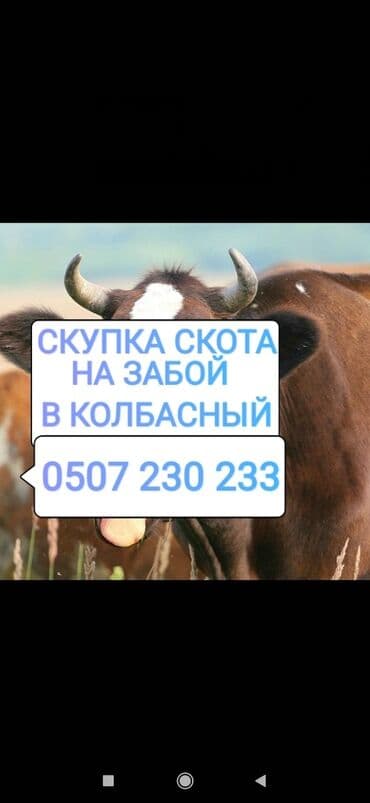продажа домашних животных: Куплю | Коровы, быки, Лошади, кони | Круглосуточно, Любое состояние, Забитый — 1