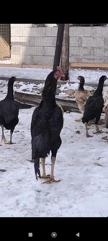 питбуль бои: Продаю | Петух | Бойцовая | Для разведения — 4