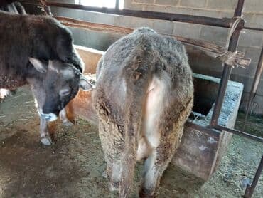 коровы высокоудойные: Продаю | Музоо, торпок | На откорм | Привязанные — 3