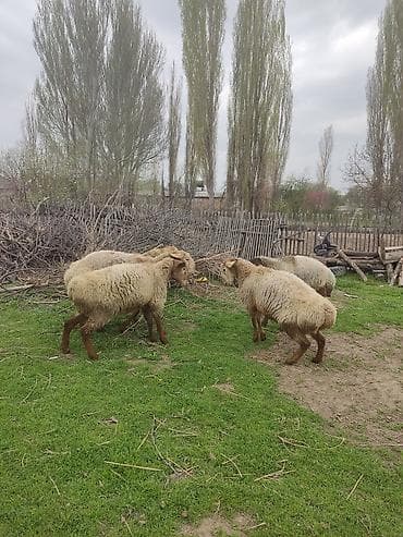 голуби животные: Продаю | Ягненок | Для разведения — 8