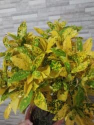 каллы цветы: В наличии Азалии очень пышные и шикарные-850,🌸.Пальма — 20