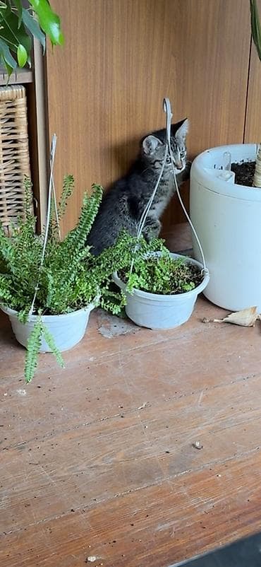 малинкий кошка: Ищу хорошую семью для котят. Возраст 2 месяца, кушают все, к лотку — 6