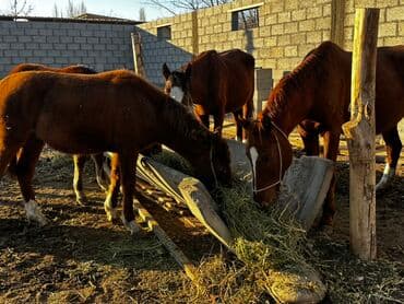 продажа овец: Продаю | Кобыла (самка), Конь (самец), Жеребец | Для разведения — 1