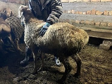 бык кара балта: Продаю | Овца (самка) | Для разведения | Племенные — 4
