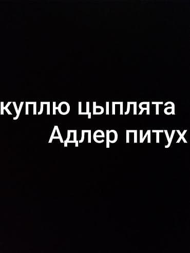 индоутка цыплята: Запрос на покупку: цыплята породы Адлер и петух Адлер. Ищу для — 1