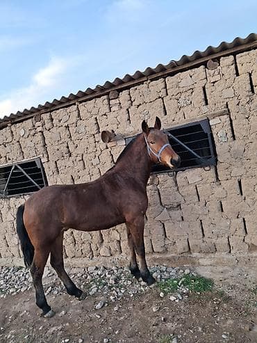 седло лошадь: Продаю | Жеребец | Полукровка | Для разведения, Рабочий, Конный спорт — 4