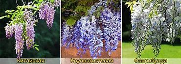 нарцисс: Самовывоз — 4