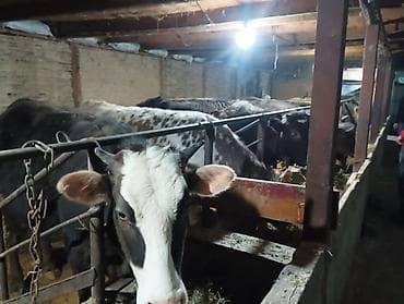 Продам с/х животных: Продаю | Бык (самец) | На откорм — 5