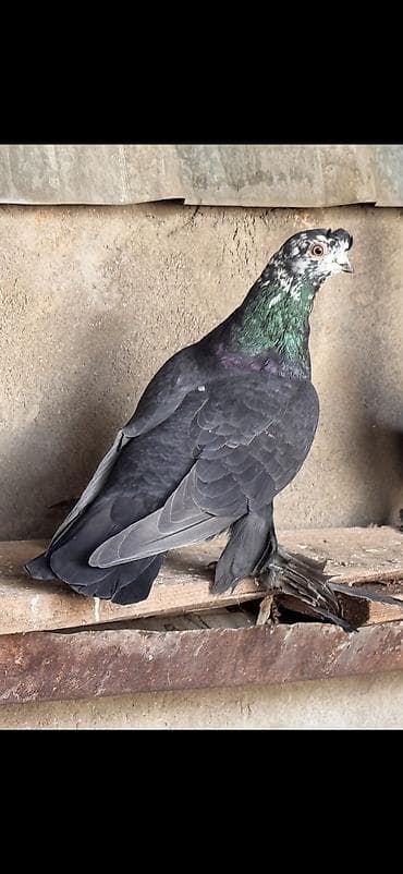 сколько стоит страус: Гулсар активный носачубый. 2000 сом — 1