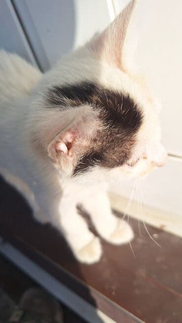 продажа щенков немецкой овчарки с документами в бишкеке: Котята - Окрас: один белый с тёмным пятном на голове, один — 1