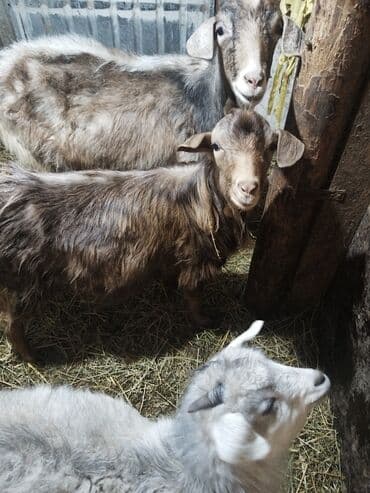 дойка для коров: Продаю | Коза (самка), Козёл (самец), Козлёнок | На забой, Для разведения | Котные, Осеменитель — 7