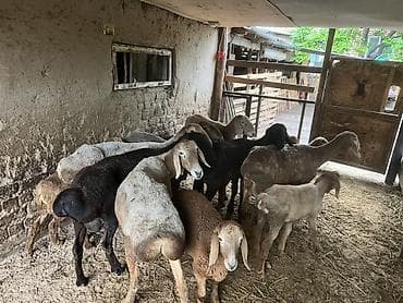 Вязка кошек: Продаю | Овца (самка) | Для разведения | Племенные — 4