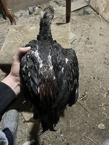 бройлер индюшата: Продаю | Петух | Бойцовая | Для разведения — 2