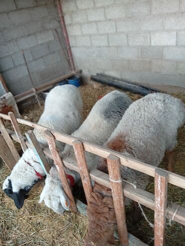 корм для форель: Продаю | Ягненок | Для разведения — 5